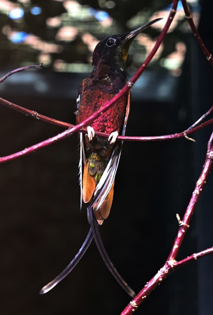 Crimson topaz (Topaza pella), male