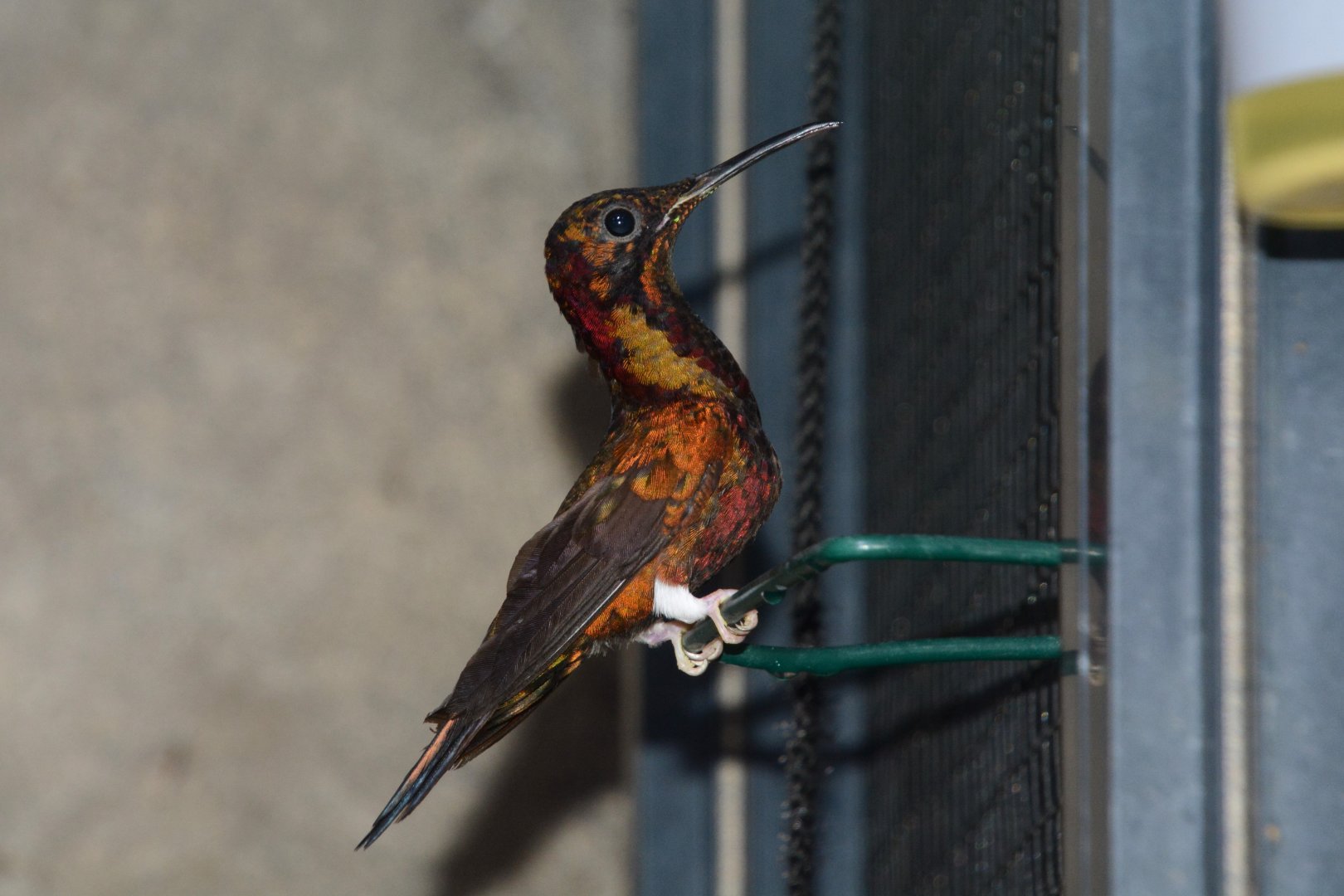Crimson topaz (Topaza pella)