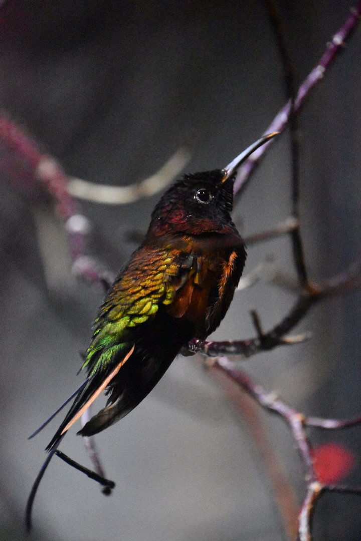 Crimson topaz, Topaza pella