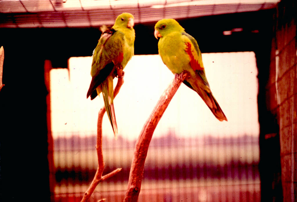 Crimson-winged Parrakeets, Bridgmere Wildlife Park 29 May 1977