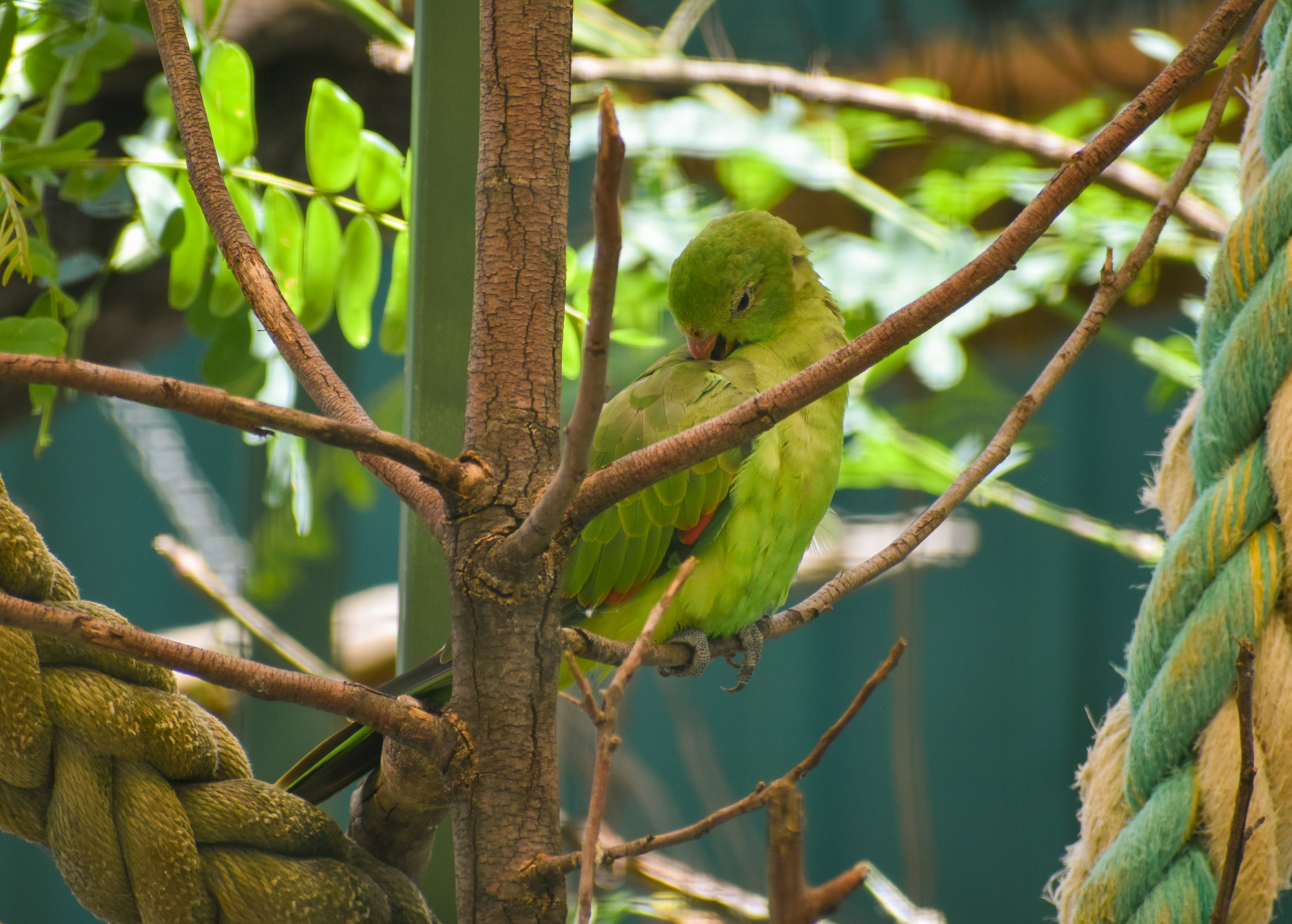 Crimson-winged Parrot (Aprosmictus erythropterus)