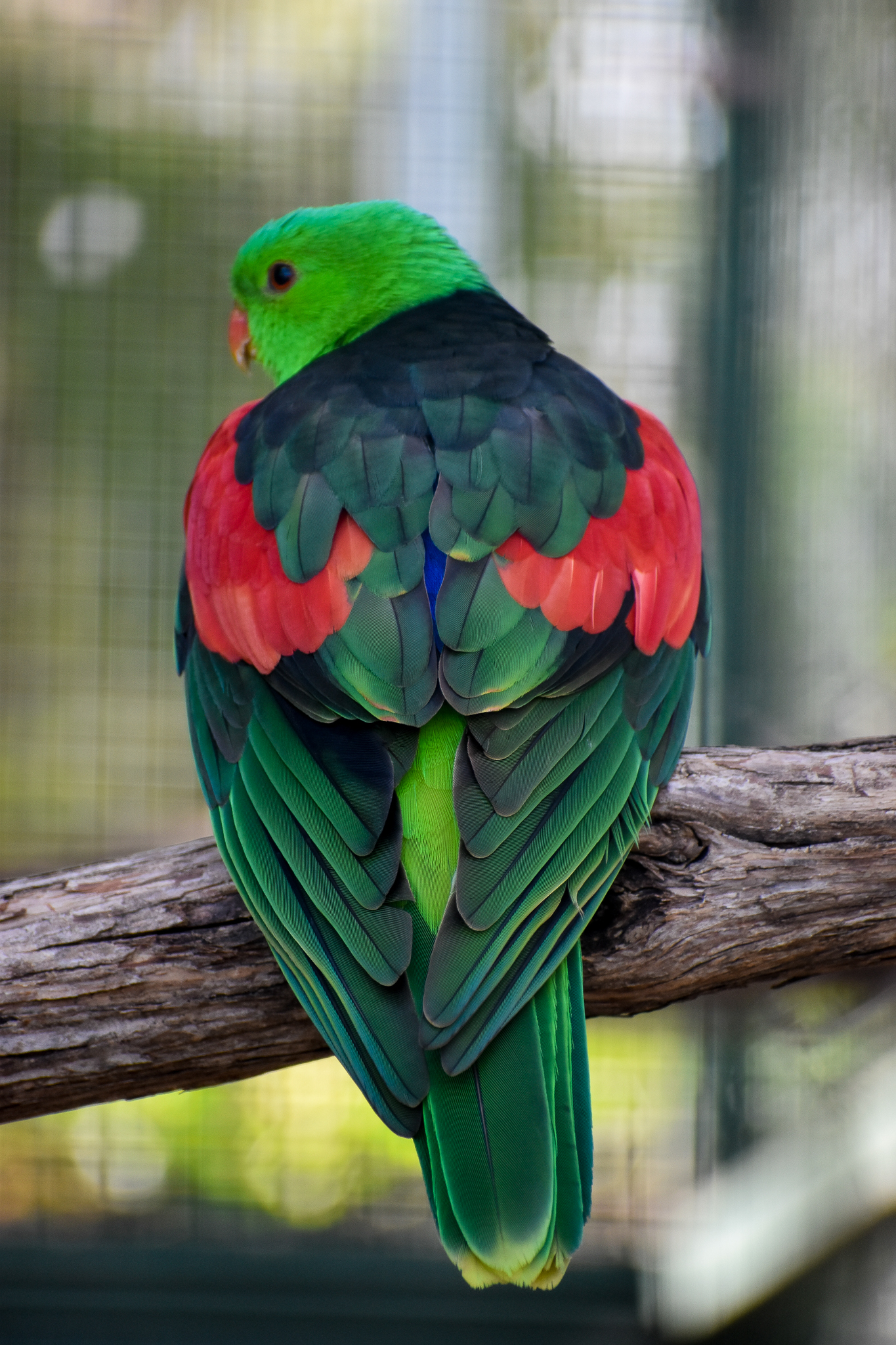 Crimson-winged Parrot (Aprosmictus erythropterus)