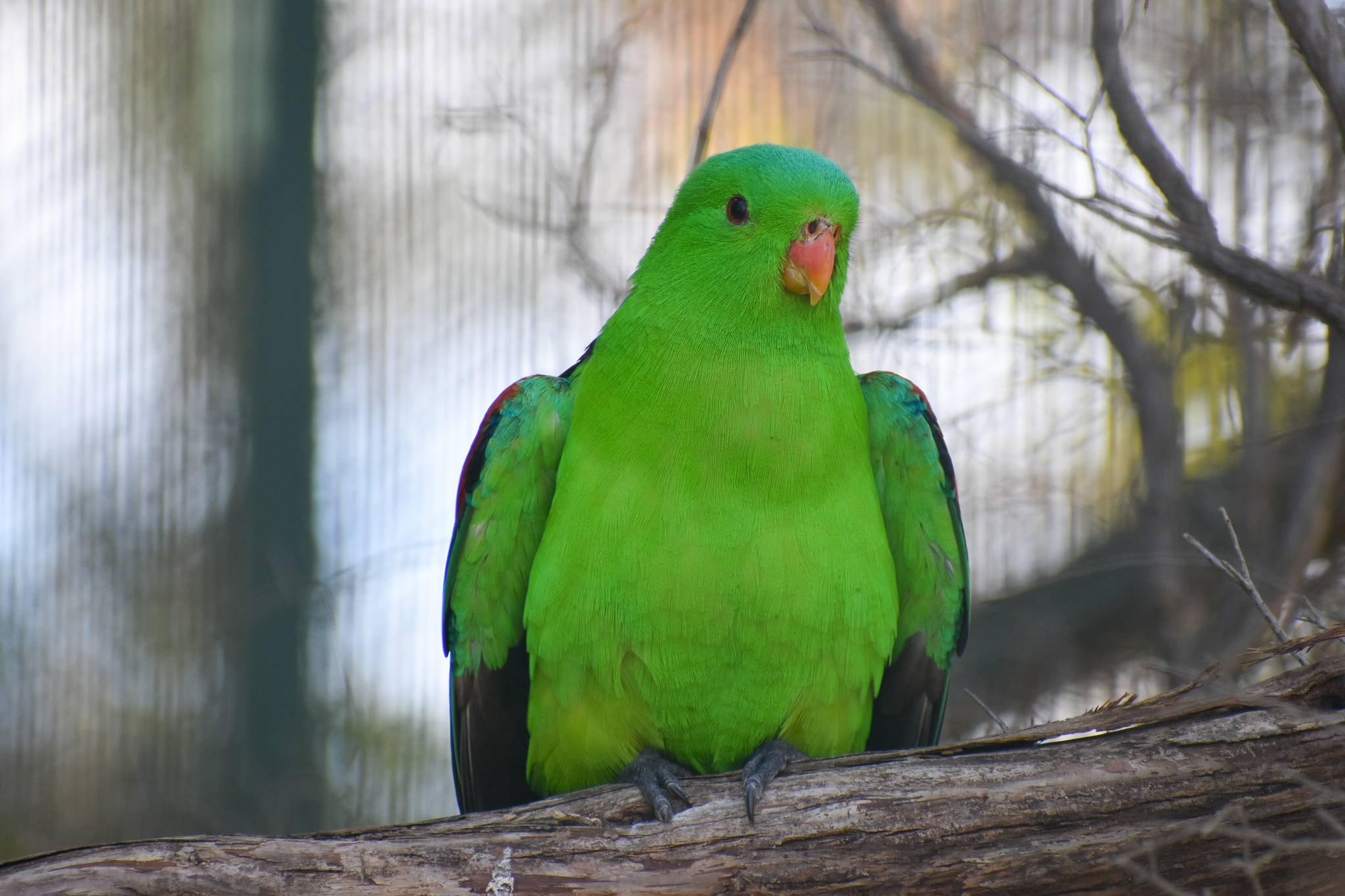 Crimson-winged Parrot (Aprosmictus erythropterus)