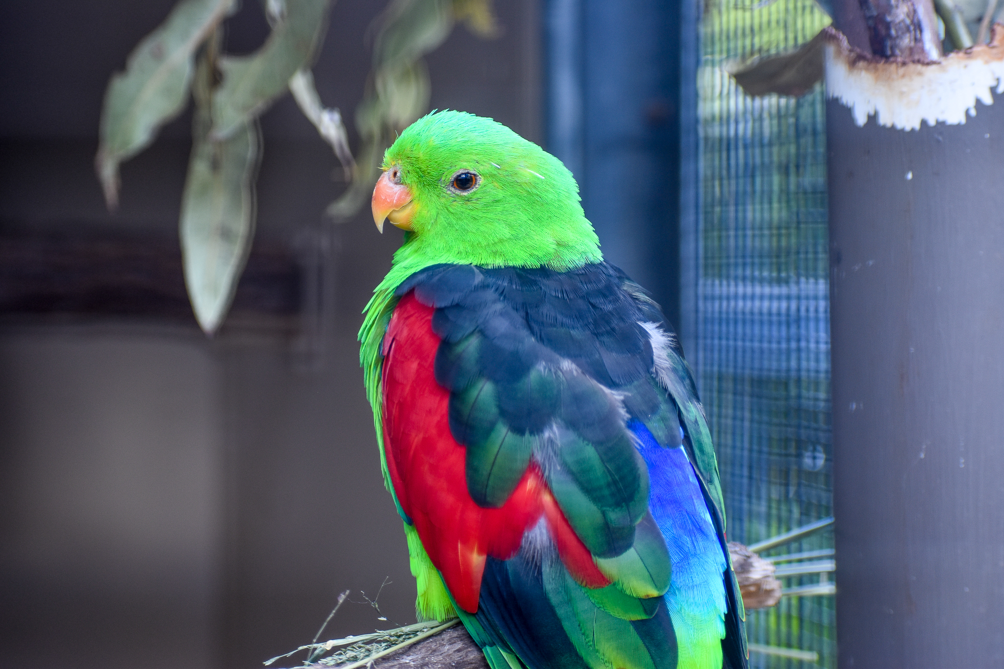 Crimson-winged Parrot (Aprosmictus erythropterus)