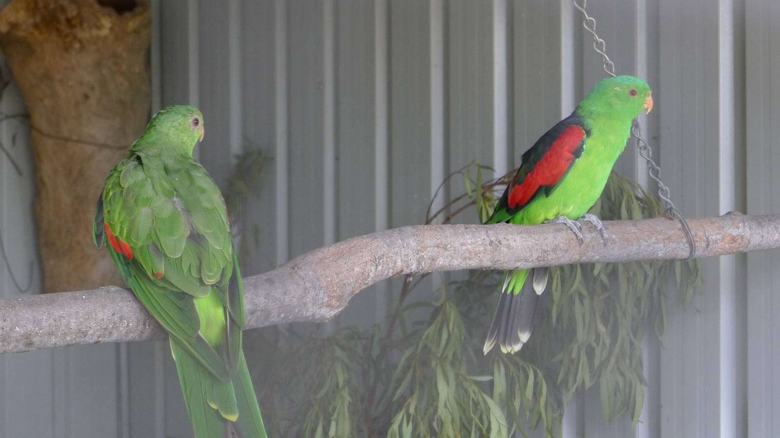 Crimson Winged Parrot pair