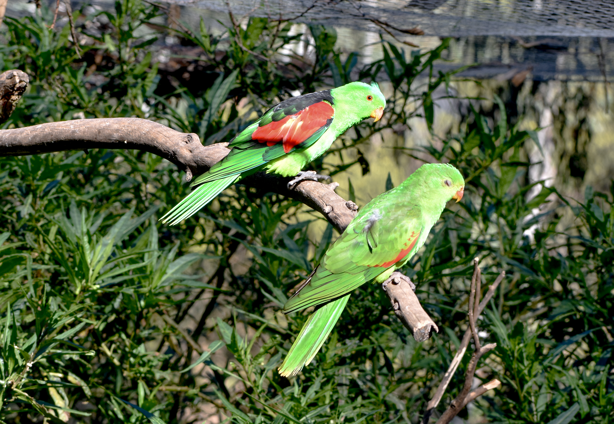 Crimson-winged Parrot pair