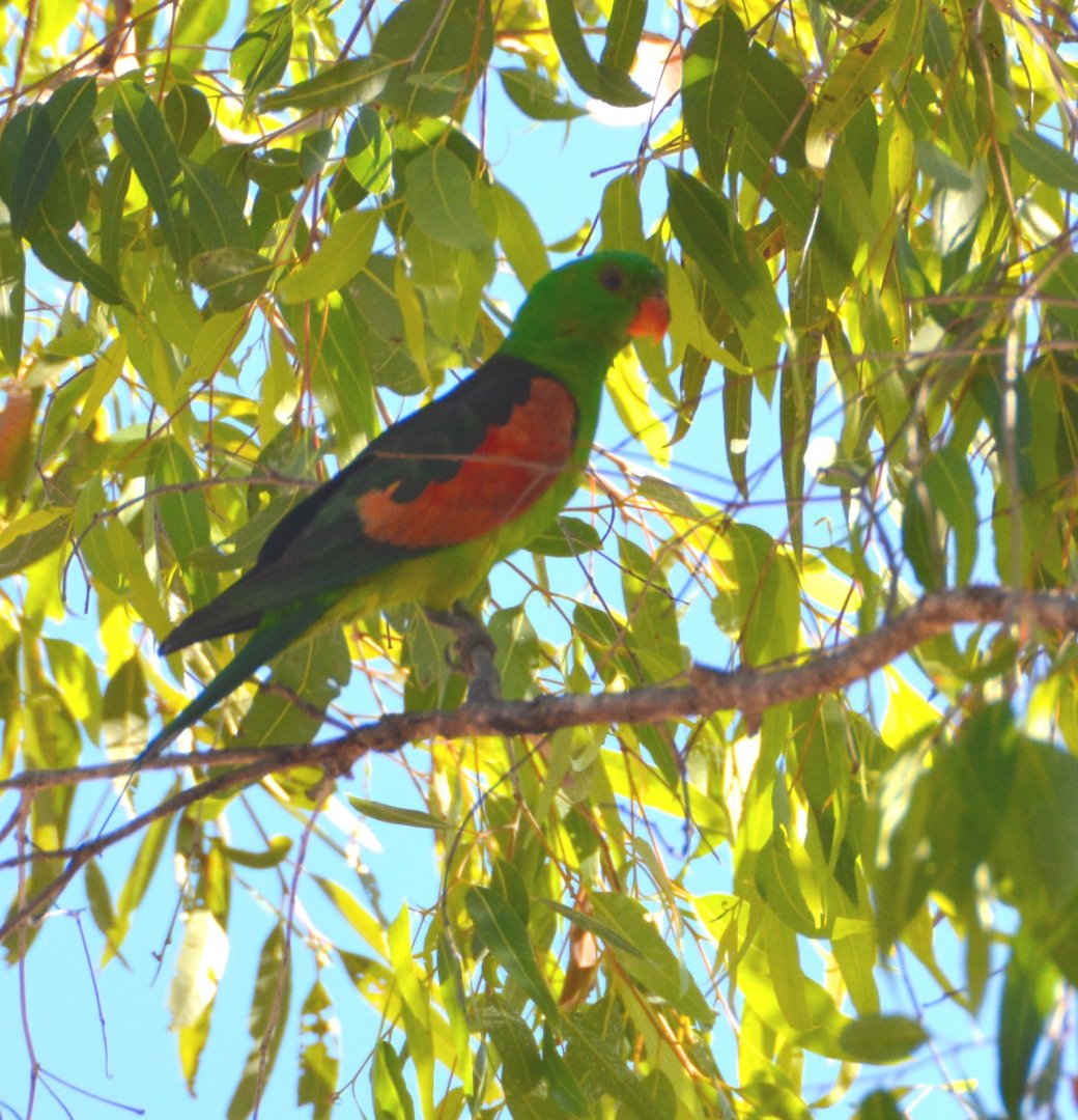Crimson-winged parrot