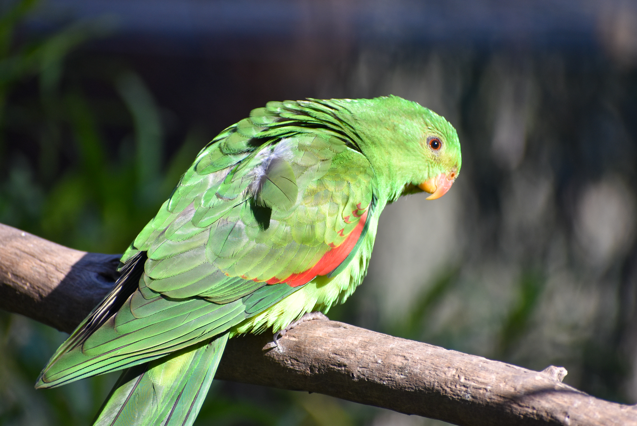 Crimson-winged Parrot