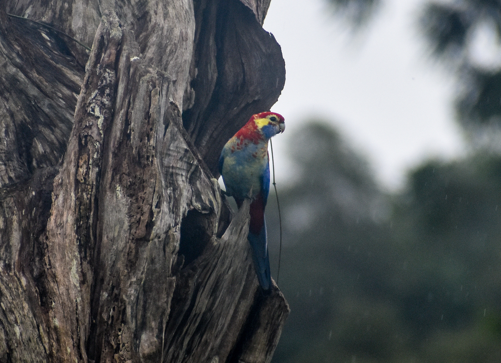 Crimson x Pale-headed Rosella hybrid