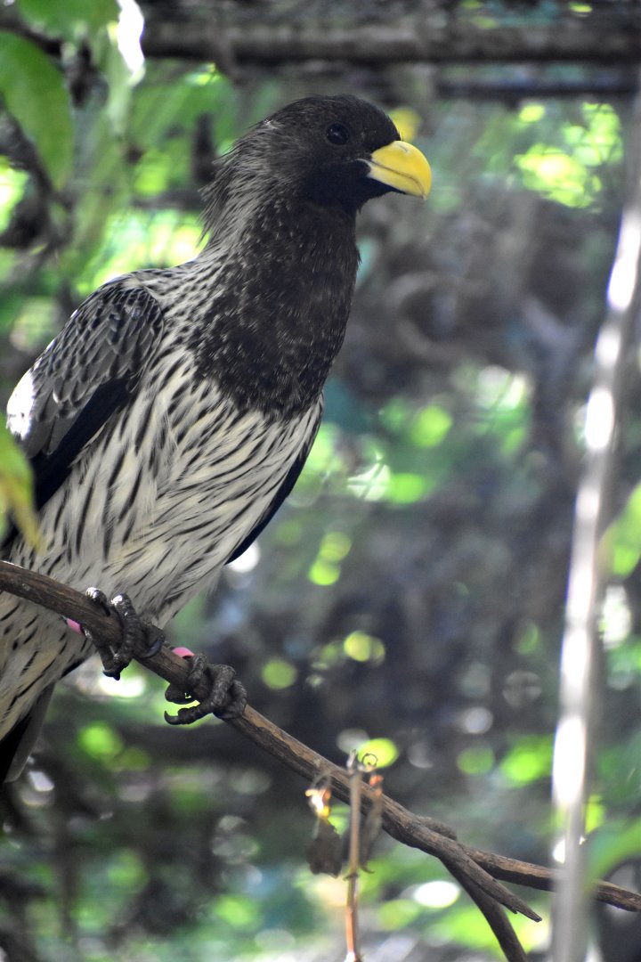 Crinifer piscator - Western Plantain-eater / Zoo d'Upie 2024