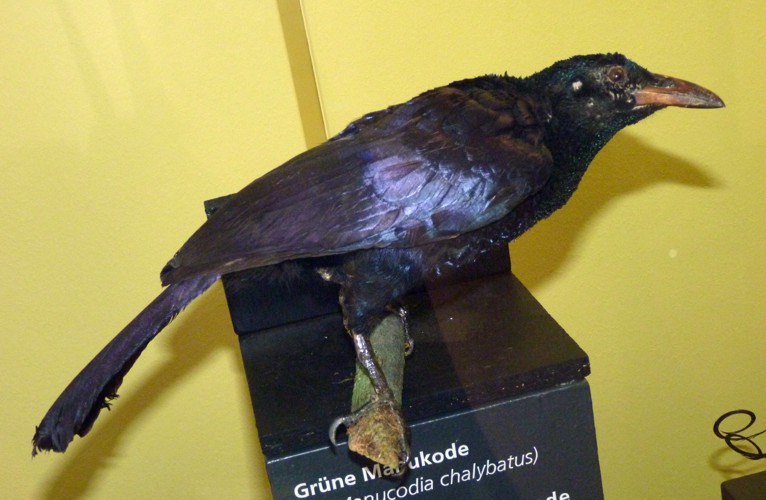 Crinkle-collared manucode (Manucodia chalybata) - taxidermy