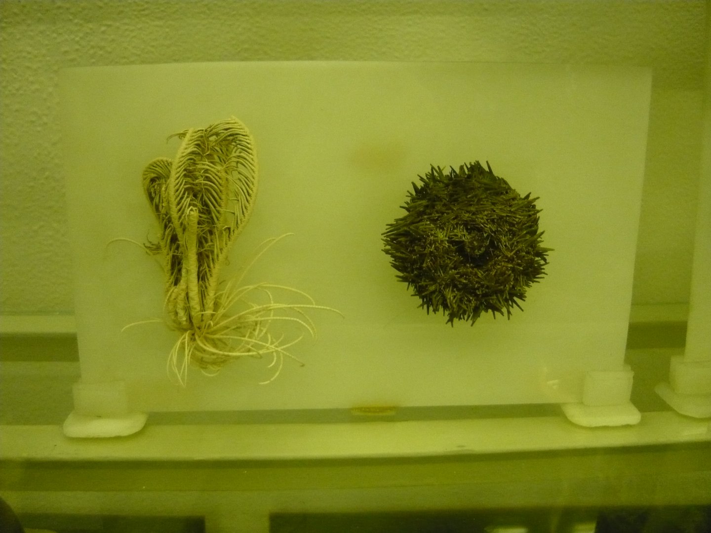Crinoid and Sea urchin