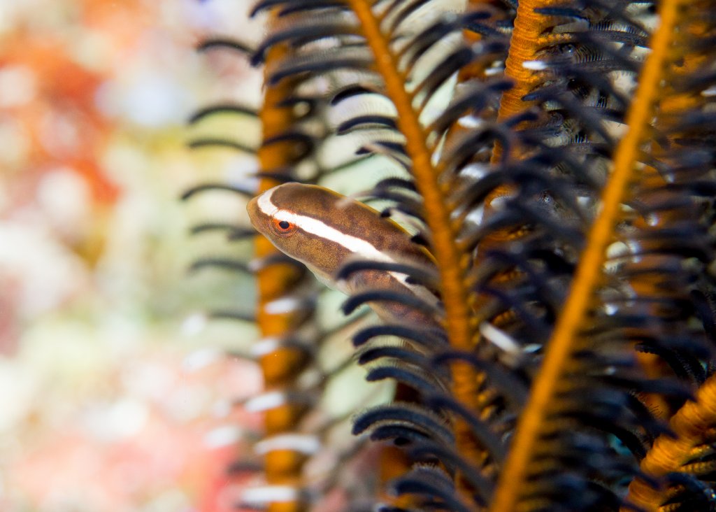 Crinoid Clingfish
