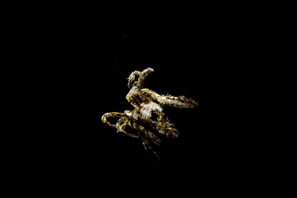 Crinoid swimming in the dark