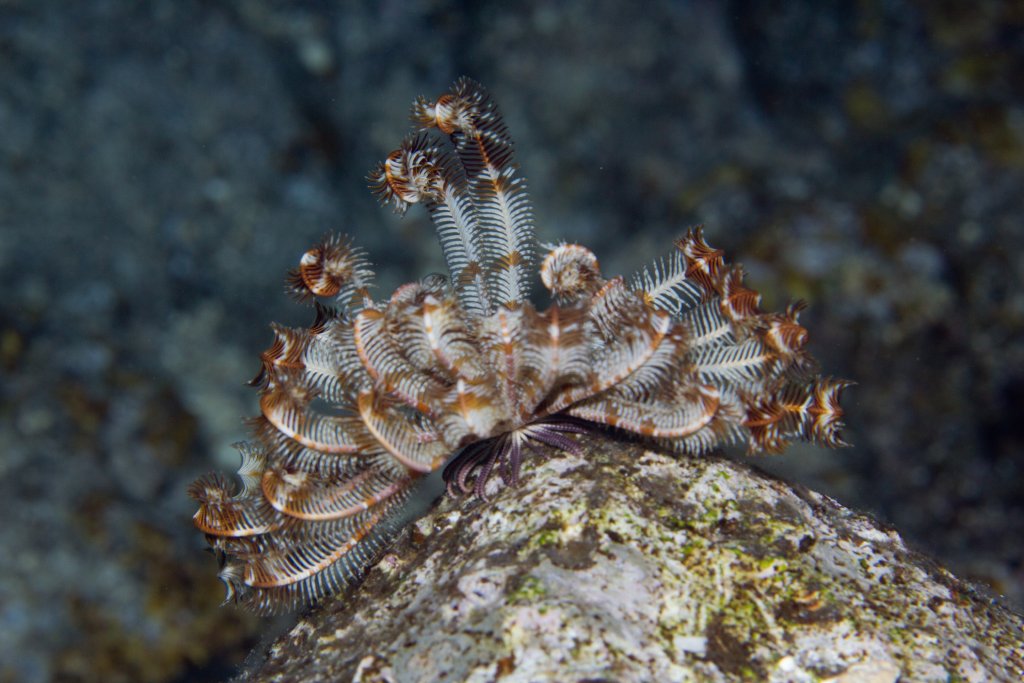 Crinoid