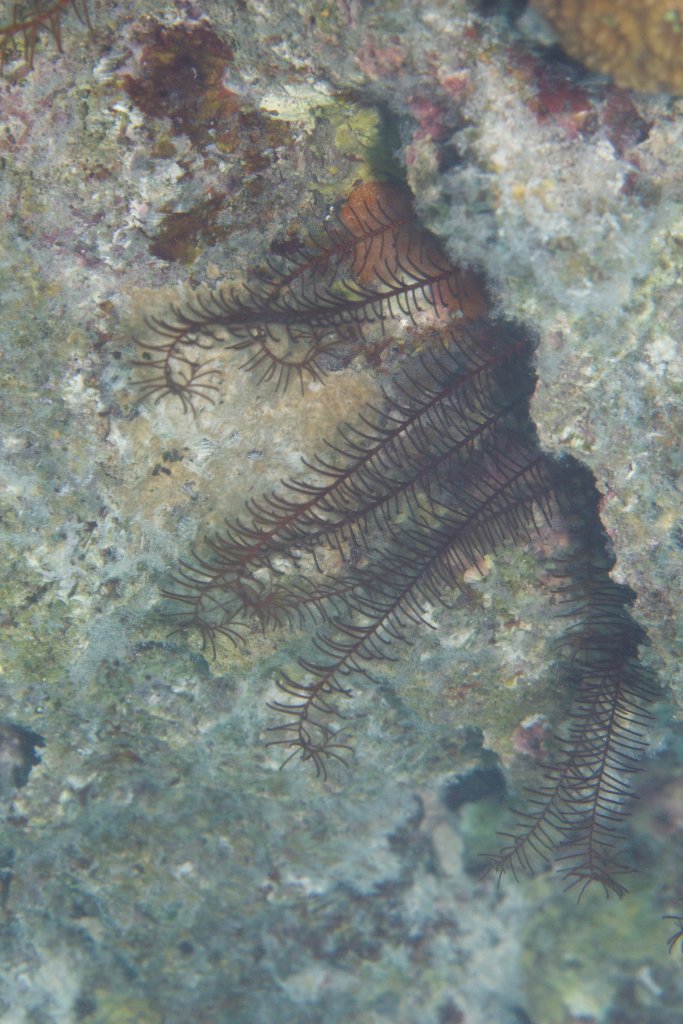 Crinoid