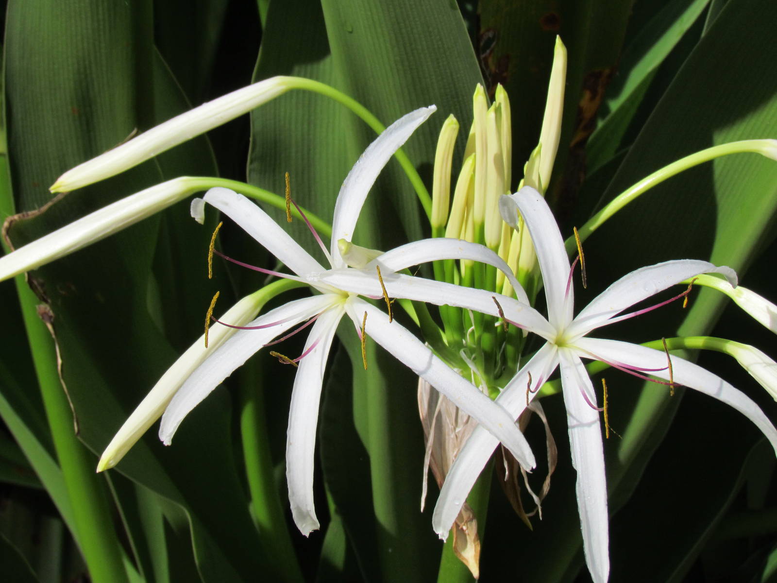 Crinum Lily Flower