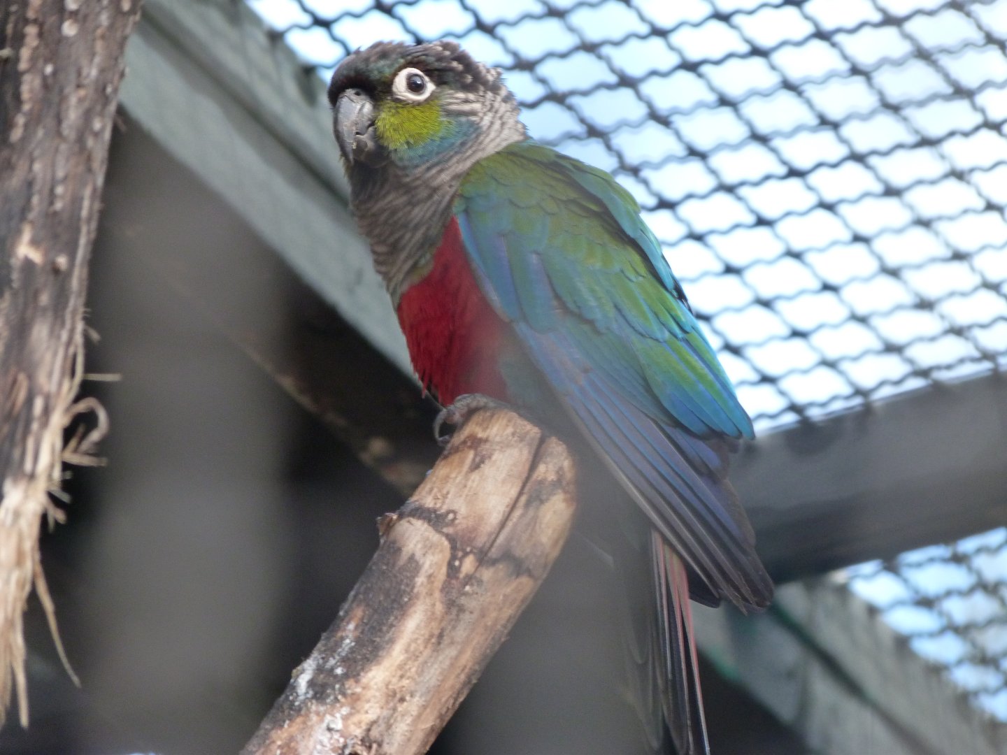 Crismon-bellied parakeet -Tierpark Berlin (2024)