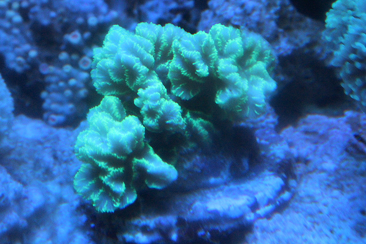 Crispy crust coral (Merulina ampliata) - Suraloka Interactive Zoo