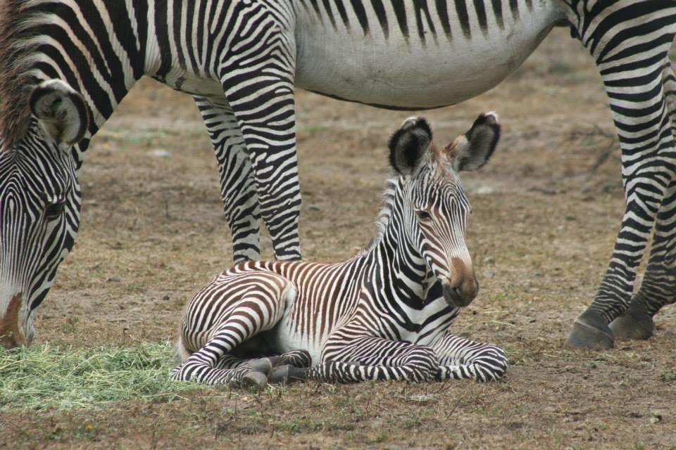 Critically Endangered Grevy's Zebra birth at B Bryan Preserve in Point Aren