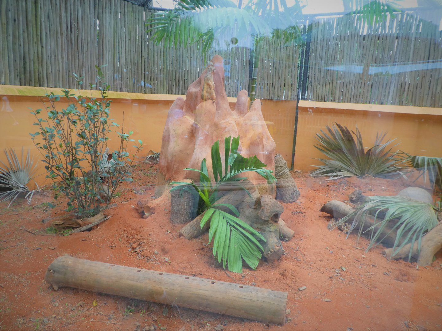 Critter Connection - Meerkat Exhibit