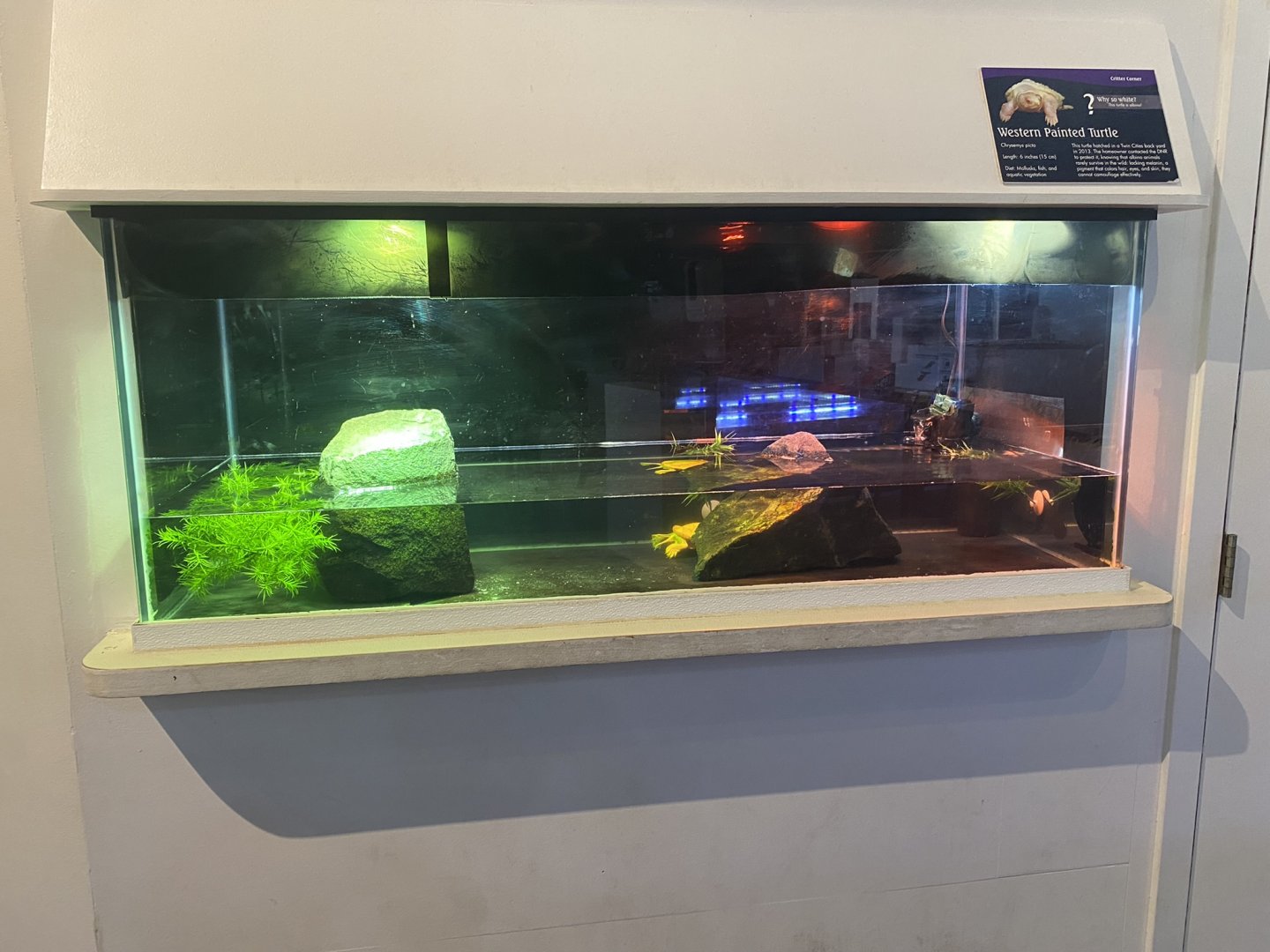 Critter Corner - Albino Western Painted Turtle Terrarium