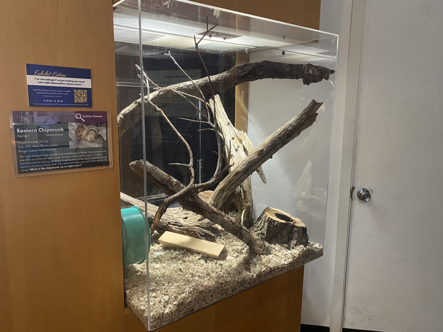 Critter Corner - Eastern Chipmunk Exhibit