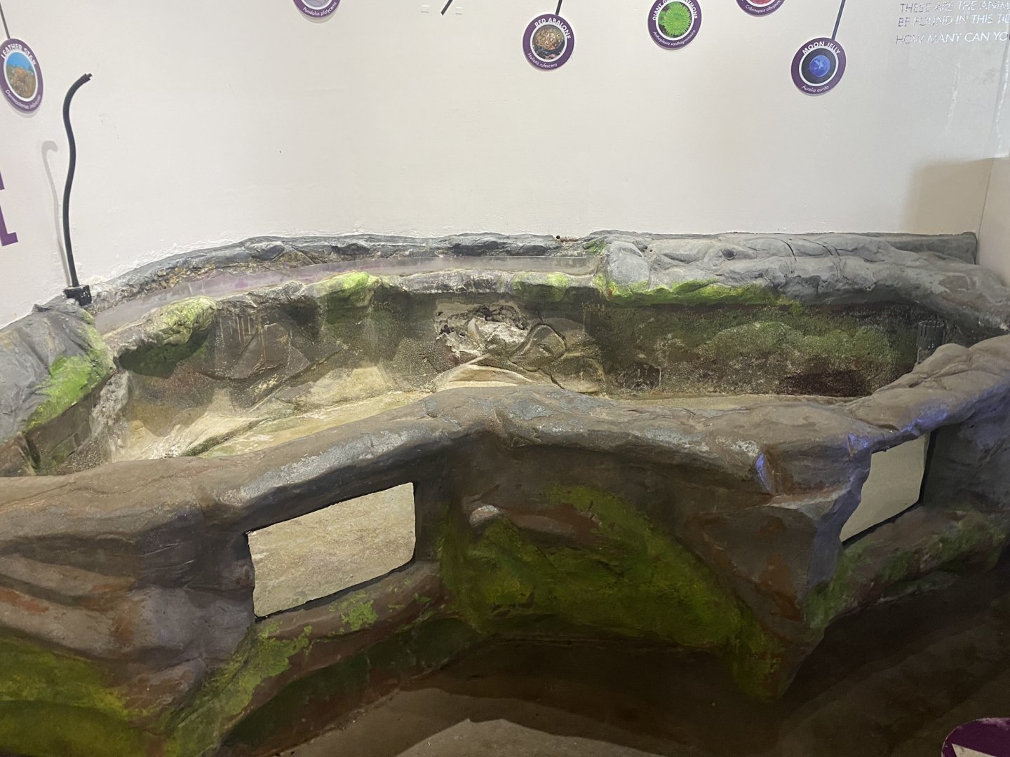Critter Corner - Empty Tide Pool Touch Tank