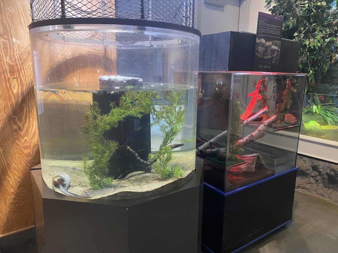 Critter Corner - Largescale Four-Eyed Fish/Violet Goby + Ball Python Exhibits