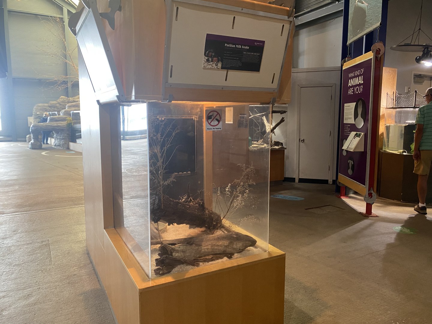 Critter Corner - Pueblan Milk Snake Terrarium