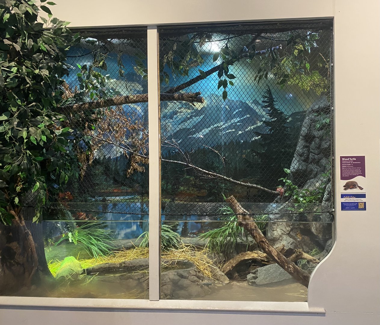 Critter Corner - Wood Turtle Exhibit