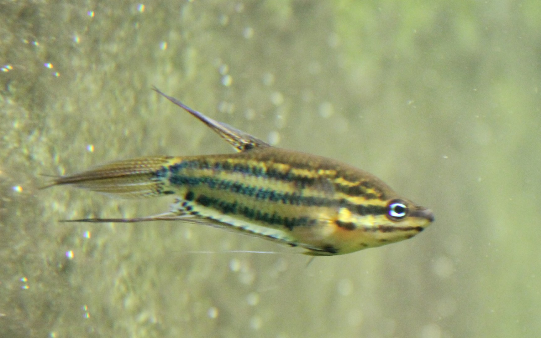 Croaking gourami - Trichopsis vittata