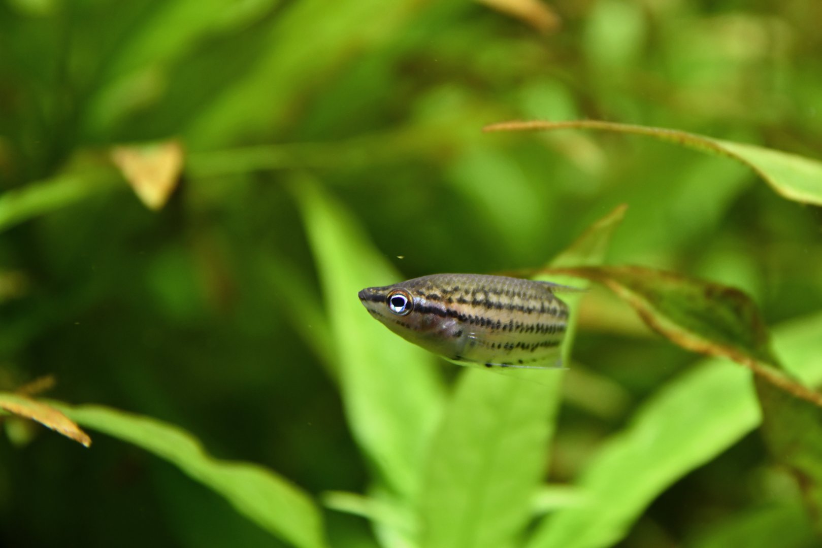 Croaking gourami (Trichopsis vittata)