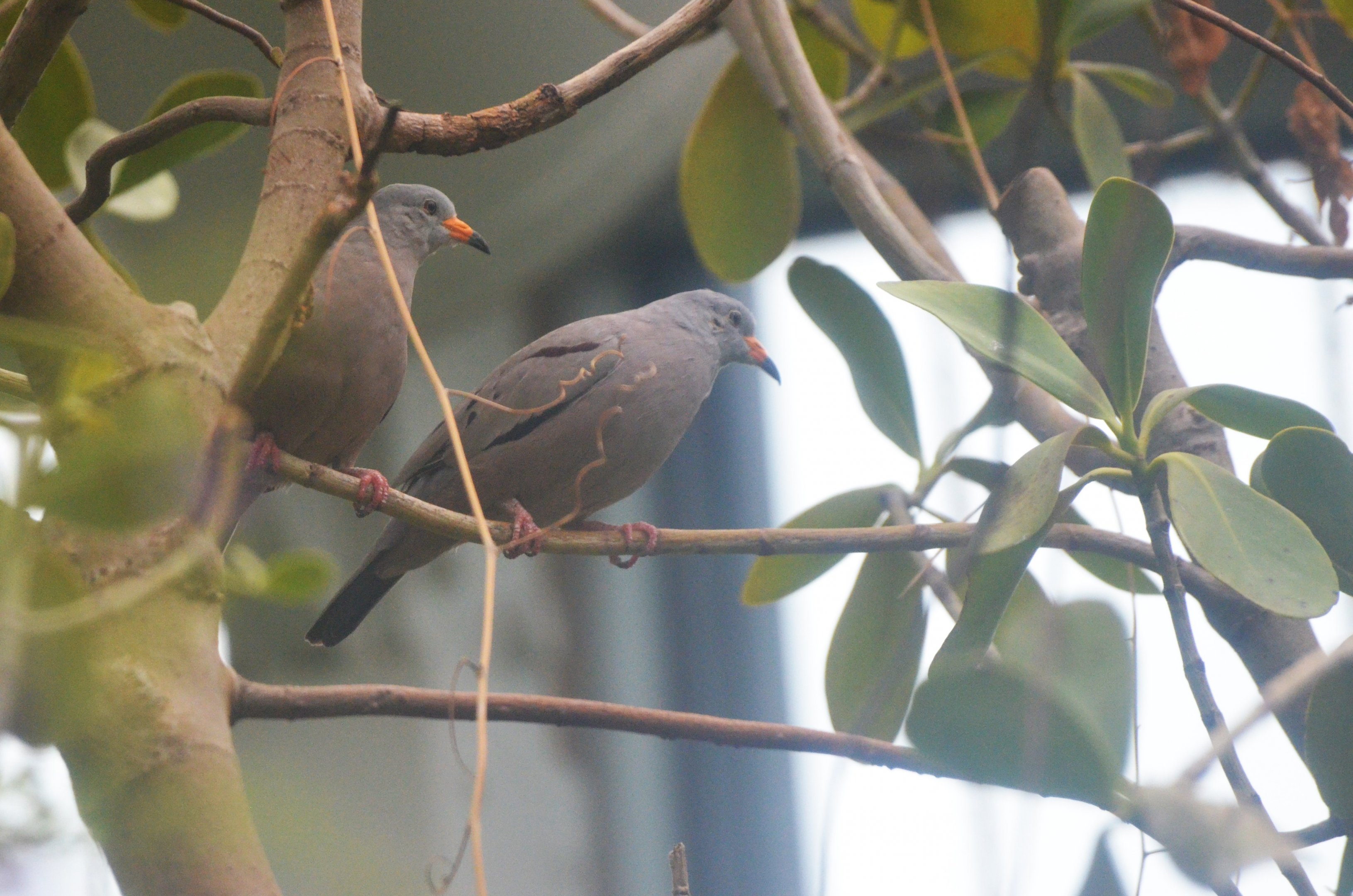 Croaking Ground Dove at Nuremberg, 08/09/19