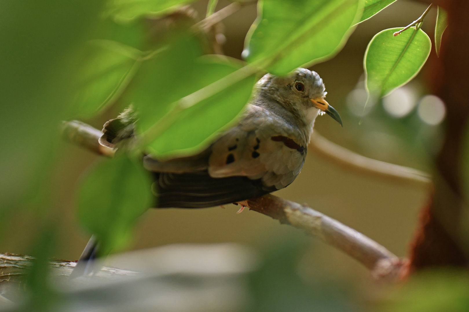 Croaking Ground-Dove Columbina cruziana
