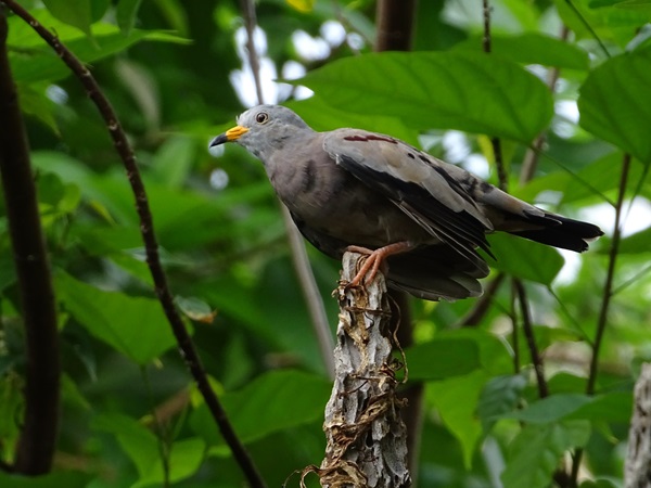 Croaking ground-dove (Columbina cruziana)