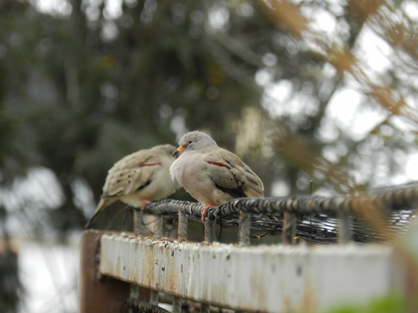 Croaking ground-dove - Lima