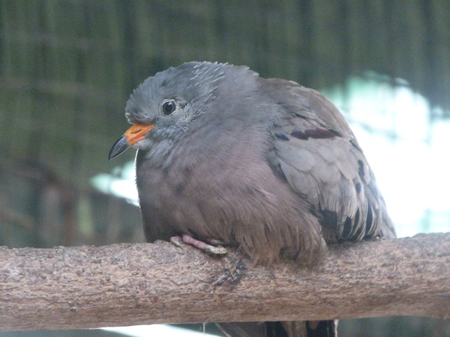 Croaking ground dove -Zoo de Santillana del Mar (2024)