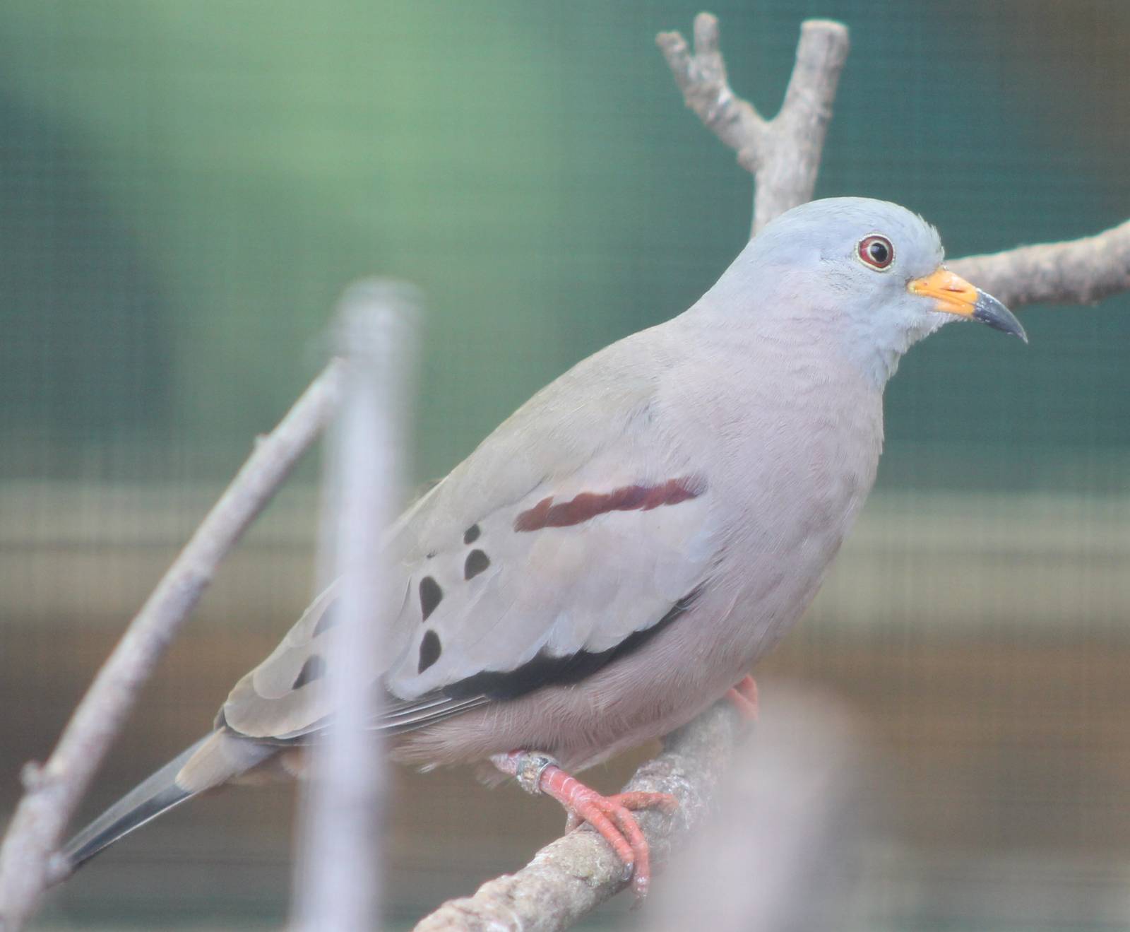 Croaking ground dove