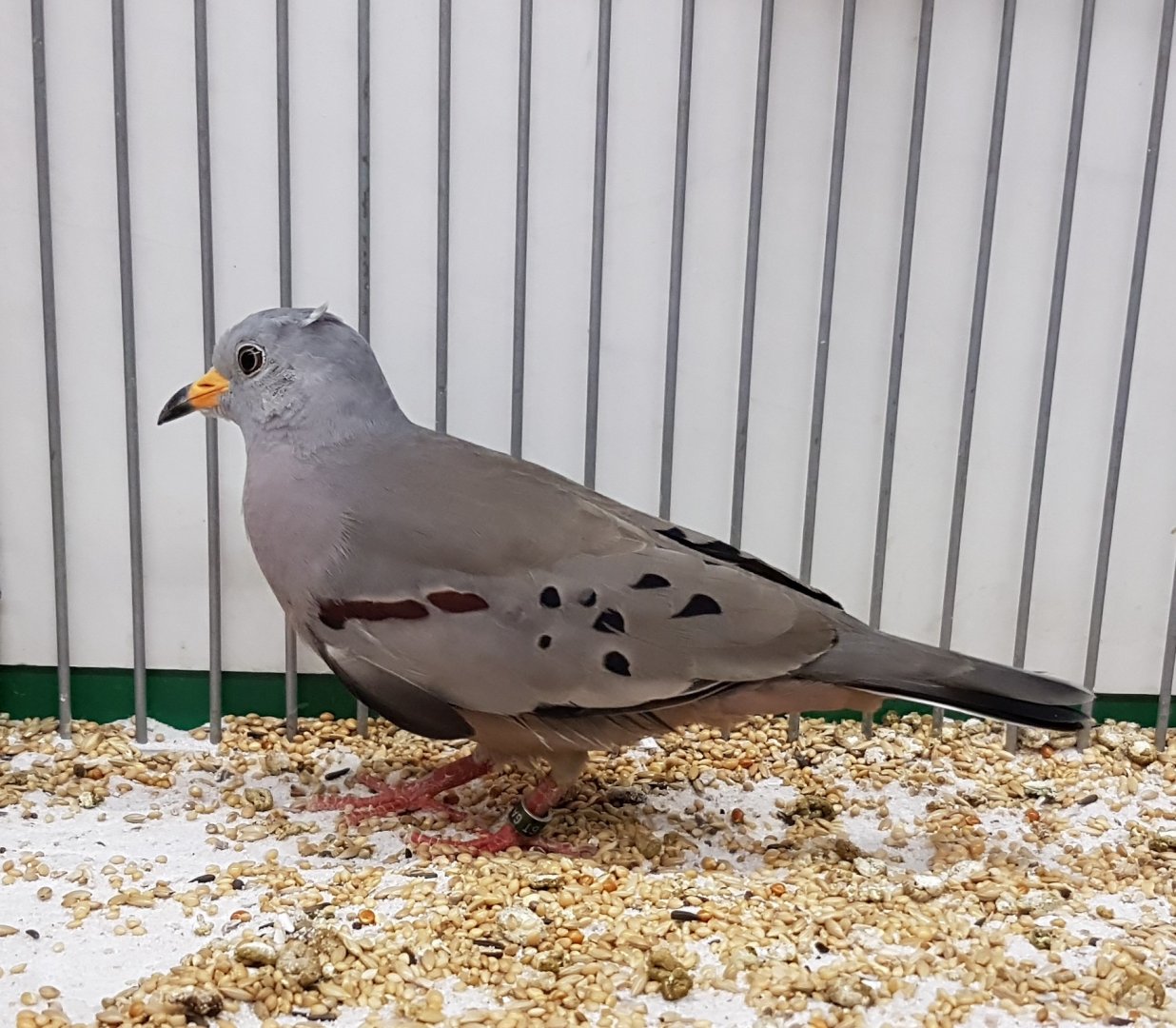 Croaking ground-dove