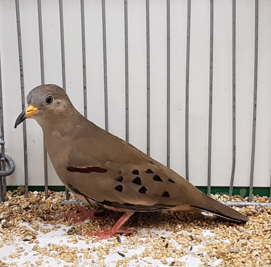 Croaking ground-dove