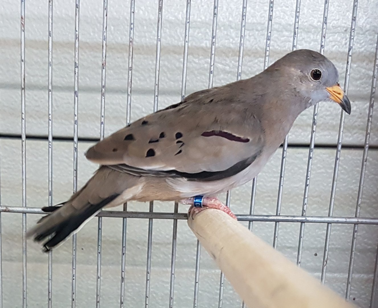 Croaking ground-dove