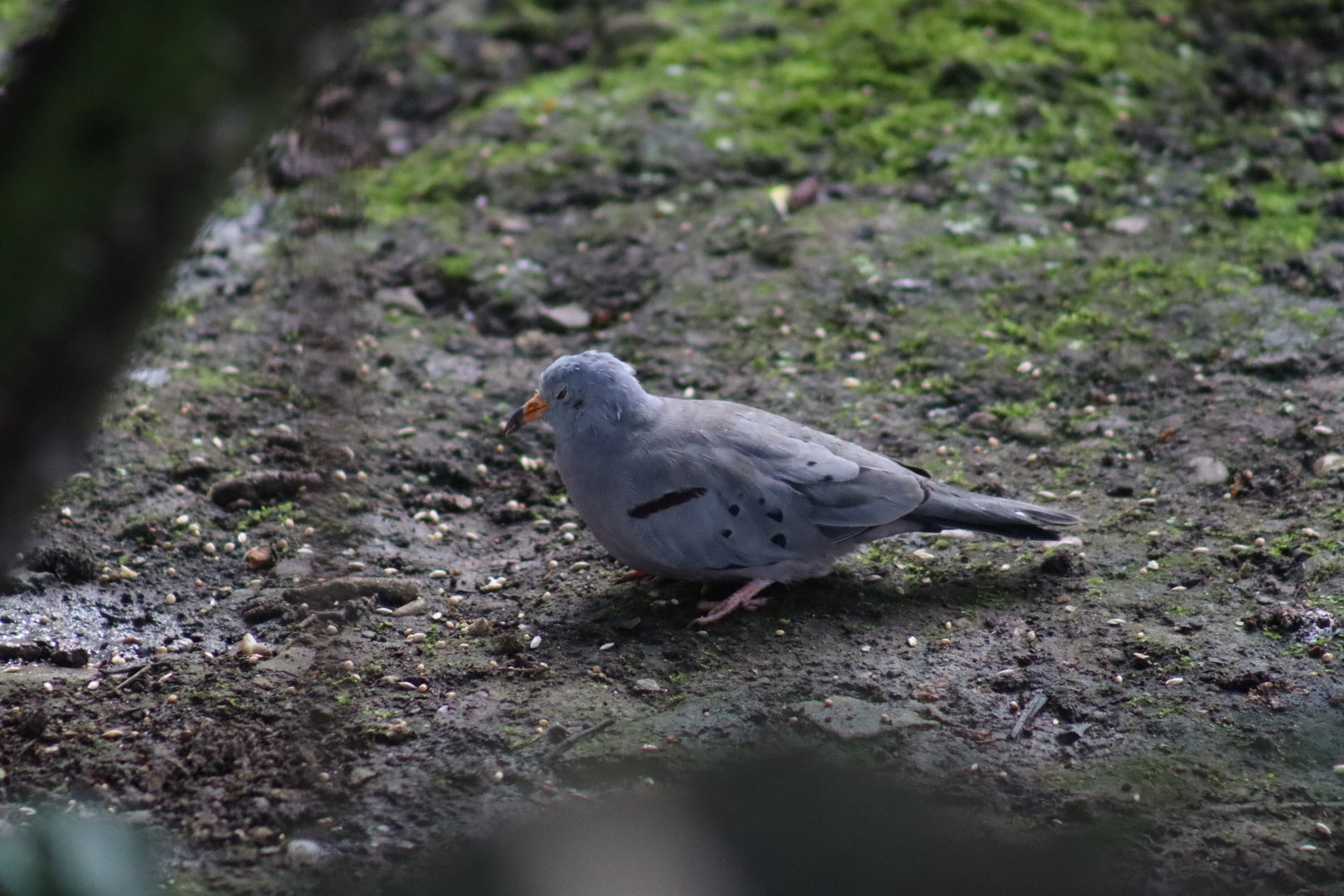 Croaking Ground Dove