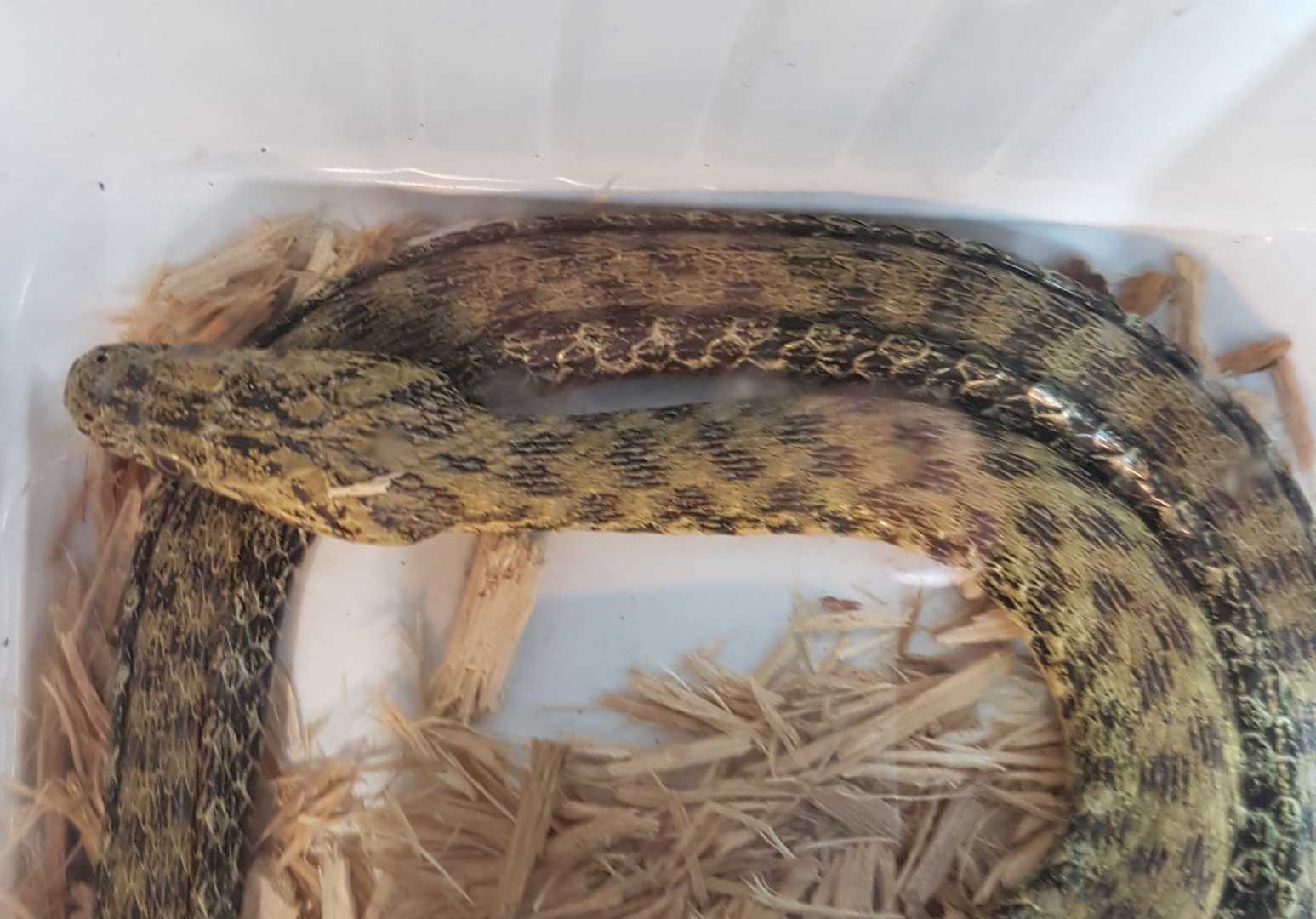 Croatian dice snake - Natrix tessellata flavescens