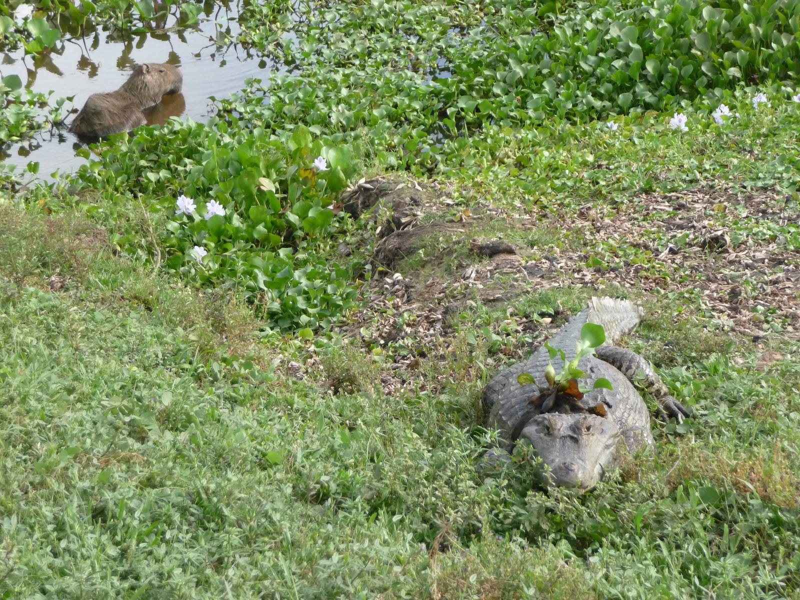 Croc and Capybara