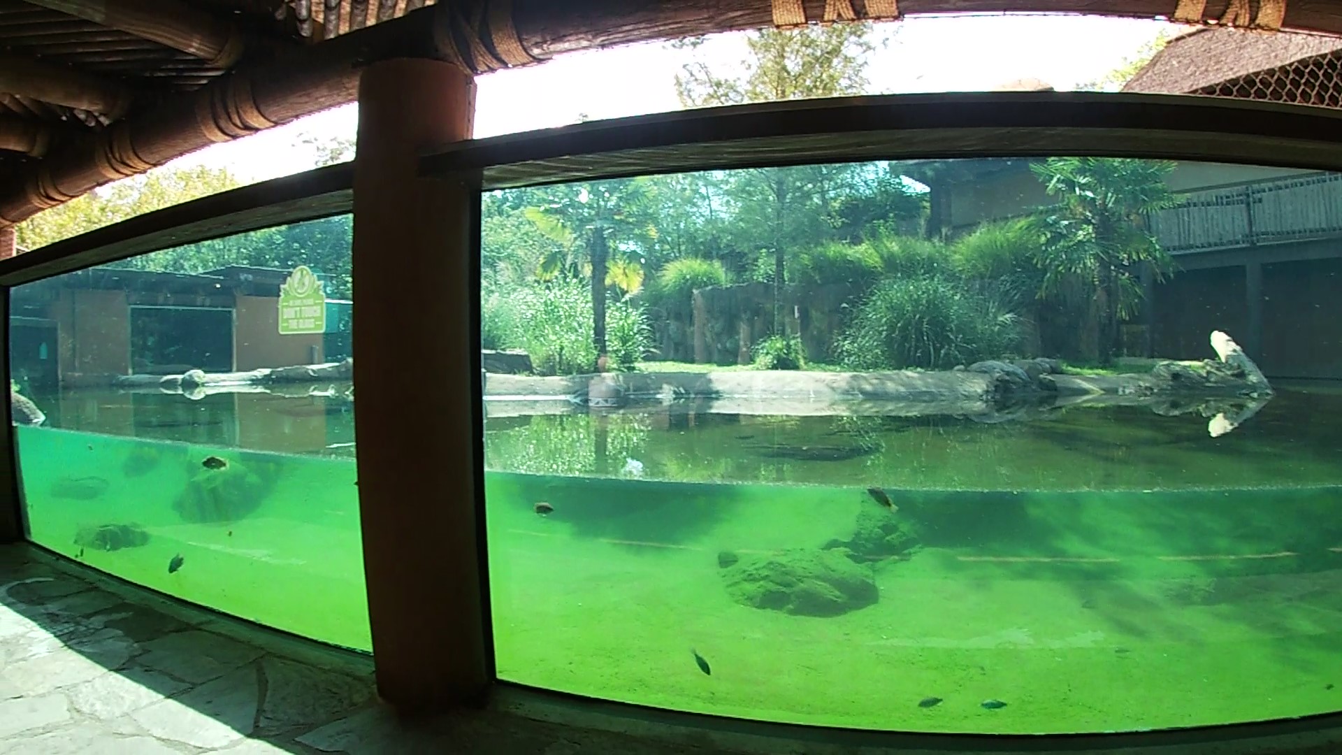 Croc Enclosure Underwater, Zambezi River Hippo Camp, Aug. 2020