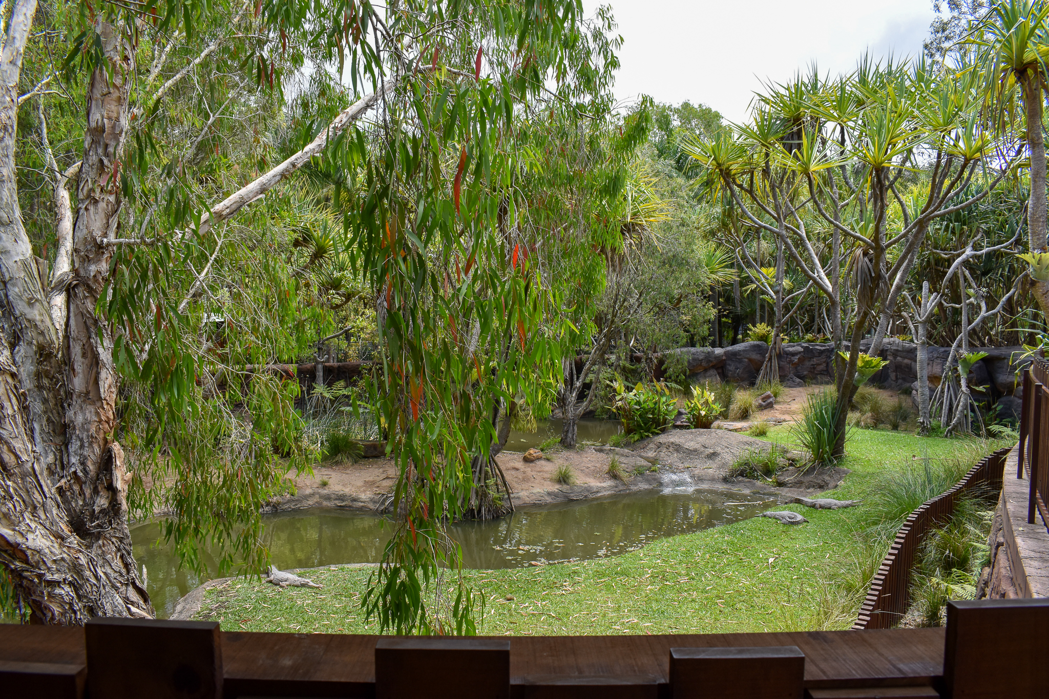 Croc Environmental Park - Freshwater Crocodile Enclosure