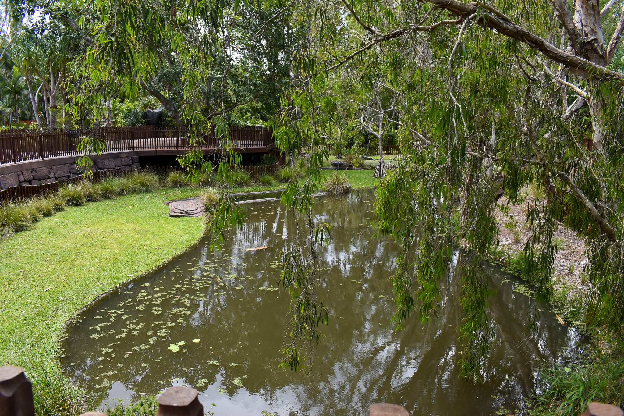 Croc Environmental Park - Saltwater Crocodile Enclosure