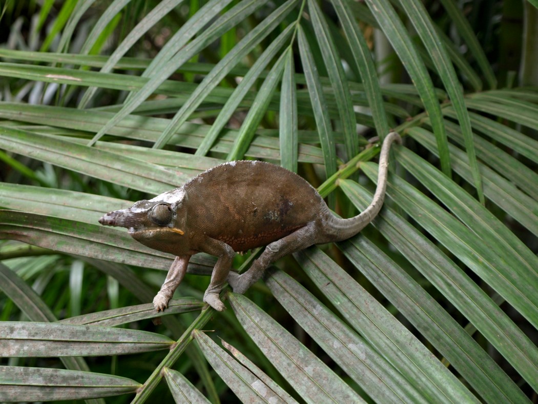 Croc Farm - Carpet chameleon