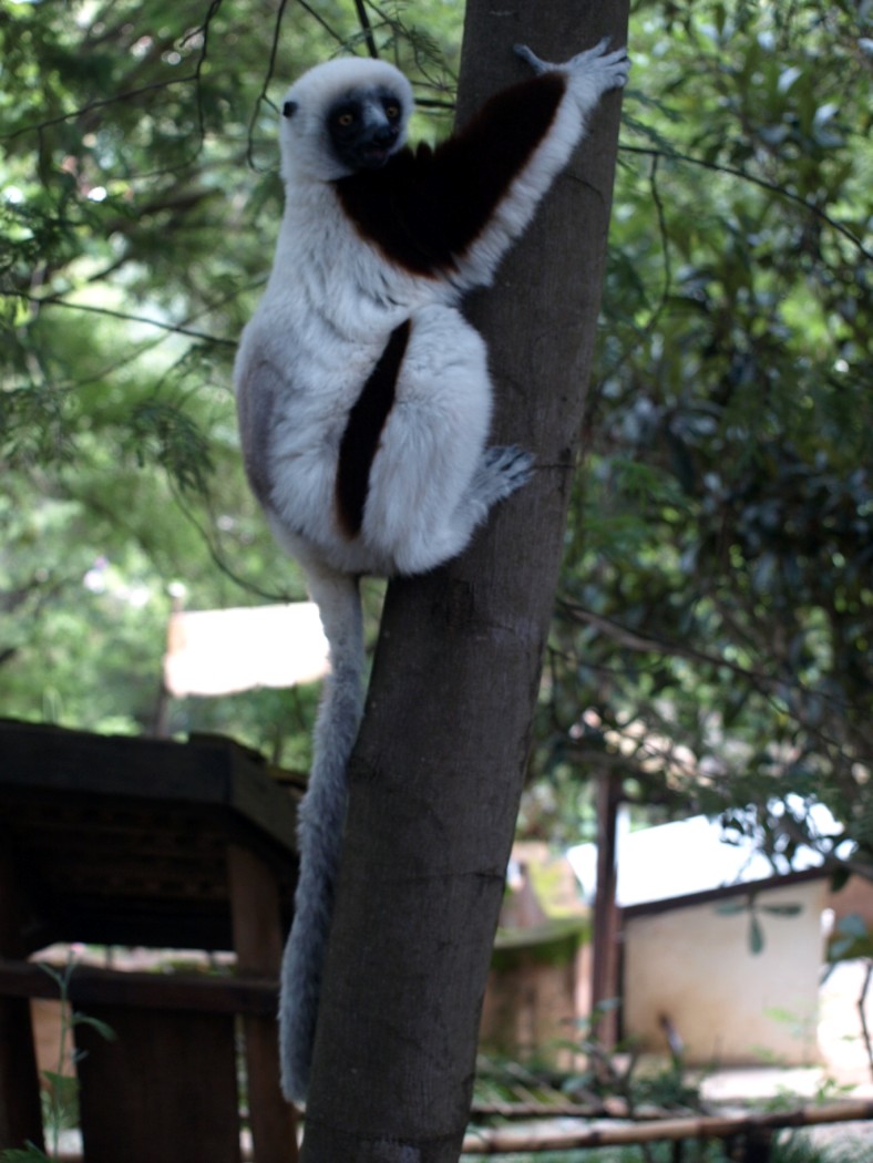 Croc Farm - Coquerel's sifaka